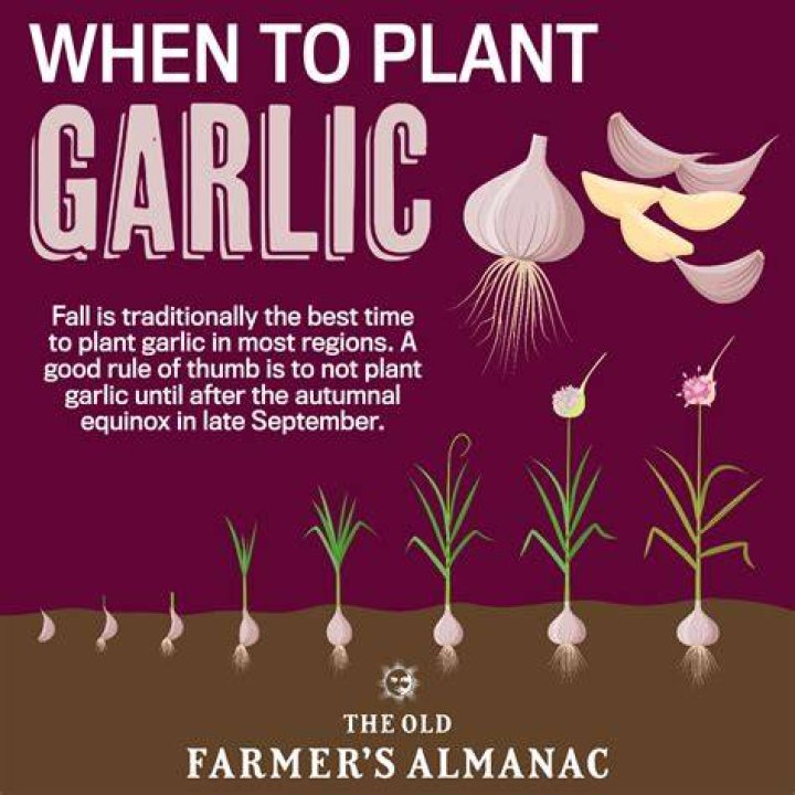 Which way up do you plant garlic