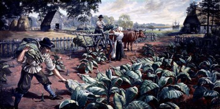Who Saved Jamestown colony with cash crop tobacco