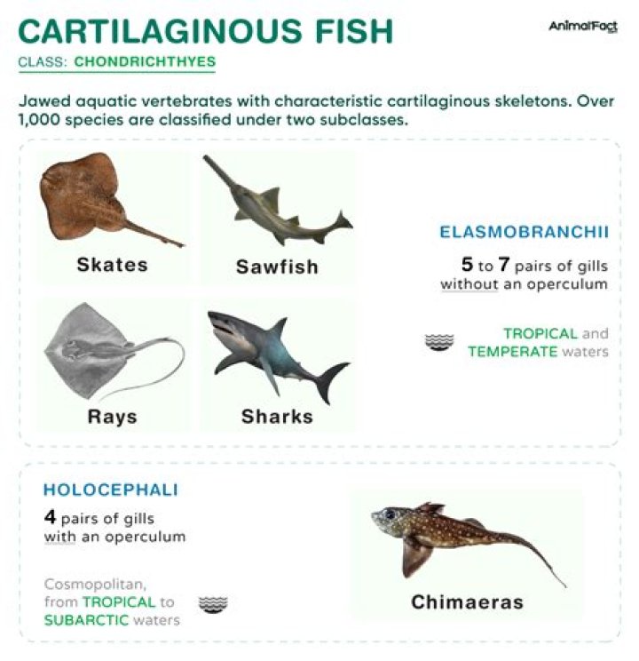 Why are cartilaginous fish important