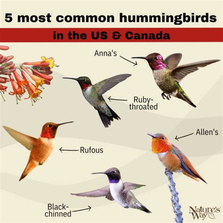 Why are hummingbirds a keystone species