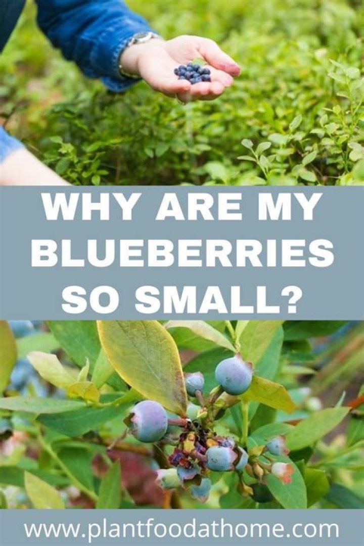 Why are my blueberries not flowering