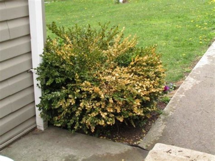 Why are my holly bushes turning yellow