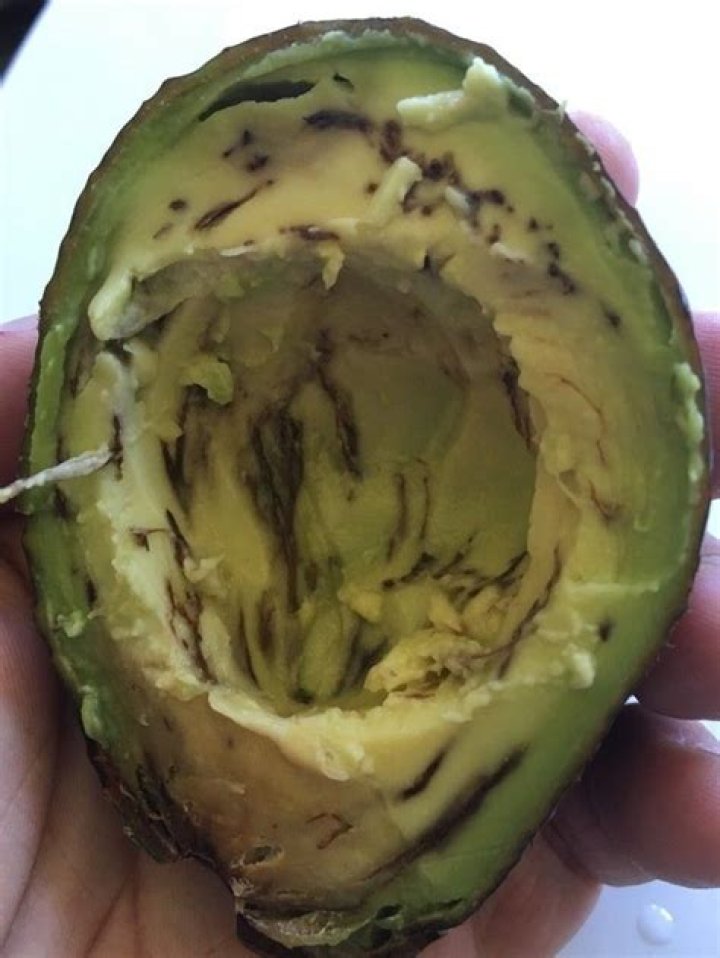 Why do my avocado leaves have holes