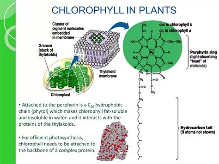 Why do plants have chlorophyll