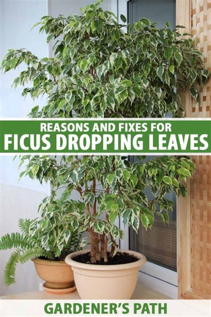 Why does my ficus drop leaves