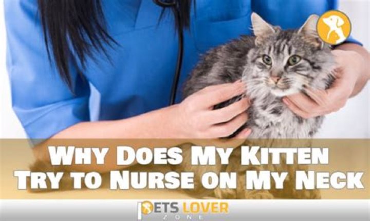 Why does my kitten try to nurse on my neck