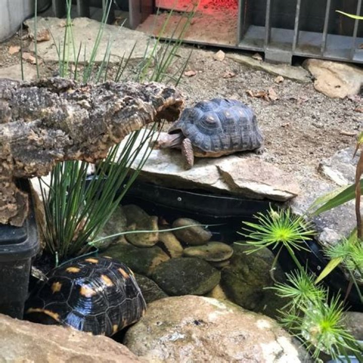 Why does my tortoise poop in his water