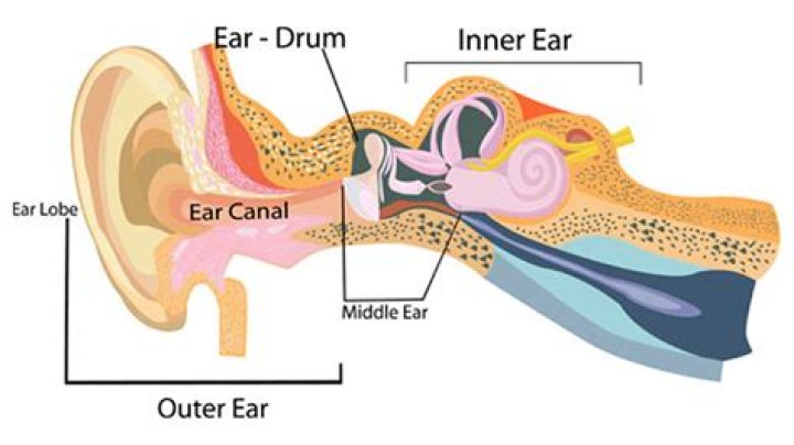Why is it called an eardrum