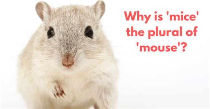 Why is mice the plural of mouse