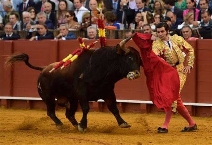 Why is the bull killed after a bullfight