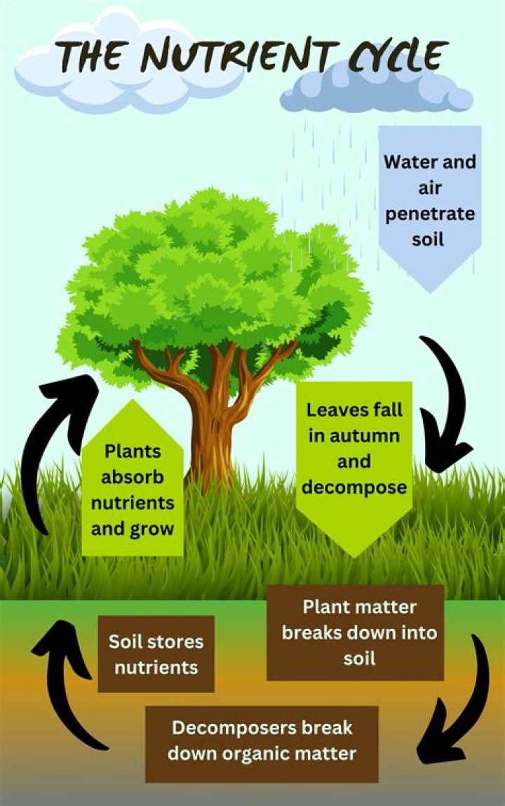 Why is the nutrient cycle an example of natures recycling