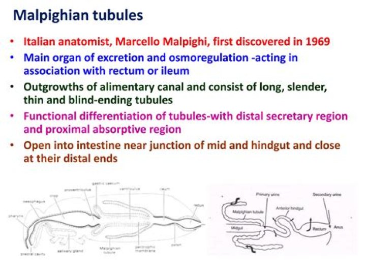 Why malpighian tubules are blind ended