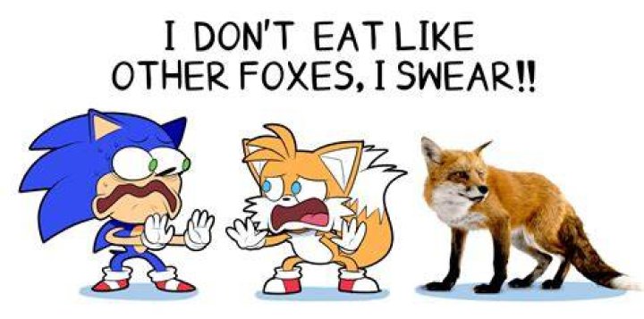 Will a fox eat a turkey