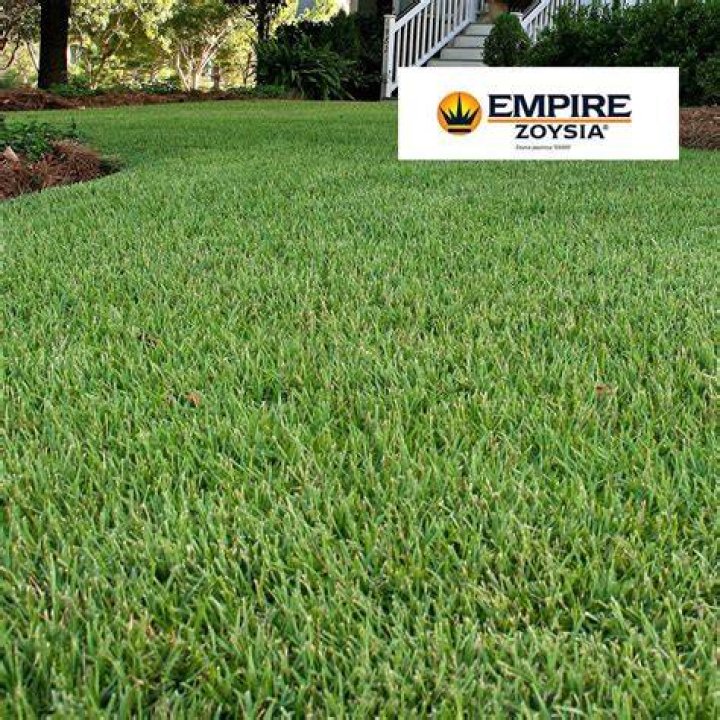 Will Empire Zoysia grow in shade