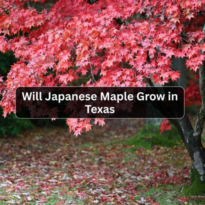 Will Japanese maple grow in Texas