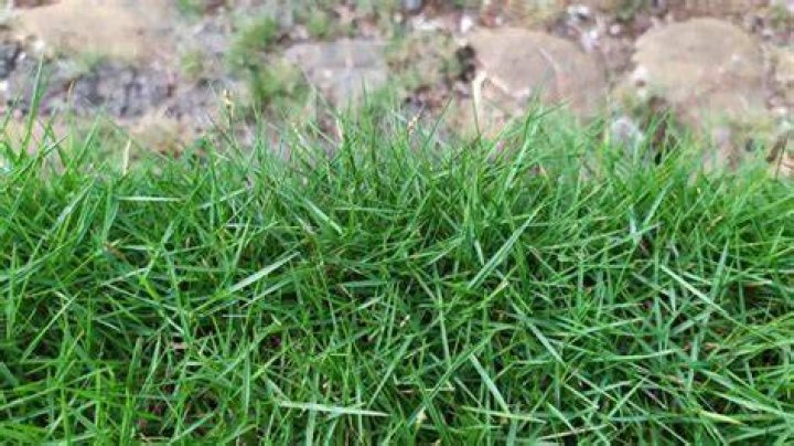 Will Zoysia grass grow in Ohio
